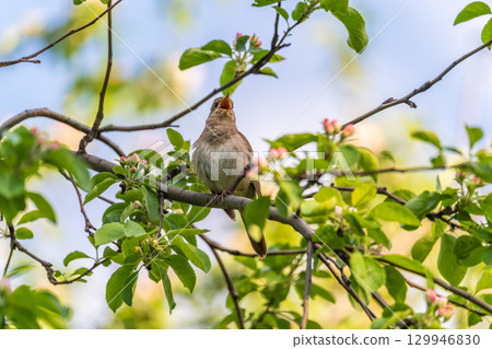 Thrush Nightingale, Luscinia luscinia. A bird sits on a tree branch and sings 129946830