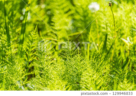Wood horsetail (Equisetum sylvaticum) growing in the forest close up. Equisetum arvense, the field horsetail or common horsetail. Perennial herb 129946833