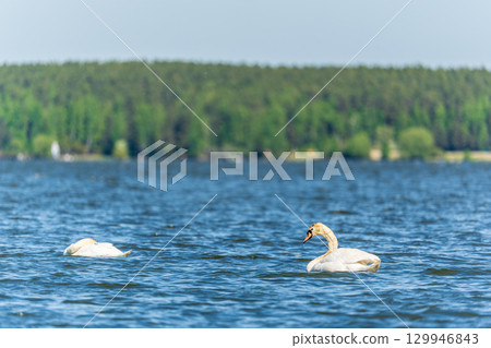 Two Graceful white Swans swimming in the lake, swans in the wild Two Graceful white Swans swimming in the lake, swans in the wild 129946843