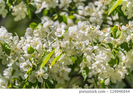 White blossoming apple trees. White apple tree flowers White blossoming apple trees. White apple tree flowers 129946844