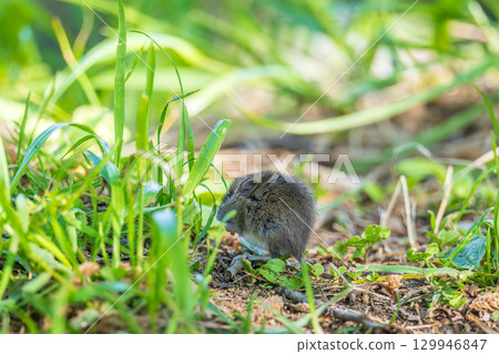 A closeup of a Common vole, Microtus arvalis, on the ground with a blurry background 129946847
