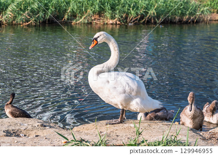 Wild swans with their offspring on a pond in the reeds. Incredibly beautiful nature and birds. Wild swans with their offspring on a pond in the reeds. Incredibly beautiful nature and birds. 129946955