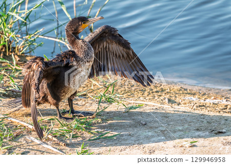 Great cormorant, Phalacrocorax carbo, sits on stone and dries its wings on the wind. 129946958