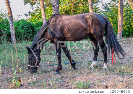 Brown horse grazing in the pasture with a lot of flies on the face Brown horse grazing in the pasture with a lot of flies on the face 129946960
