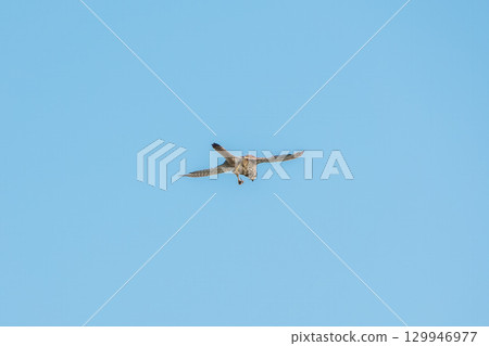 Common kestrel, Falco tinnunculus, hovered in the air in search of prey 129946977