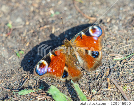Peacock butterfly on the ground among the grass 129946990