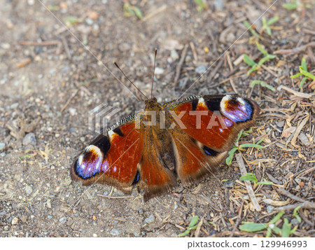 Peacock butterfly on the ground among the grass Peacock butterfly on the ground among the grass 129946993