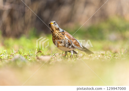 Wood bird Fieldfare, Turdus pilaris, on a sprng lawn. Wood bird Fieldfare, Turdus pilaris, on a sprng lawn. 129947000