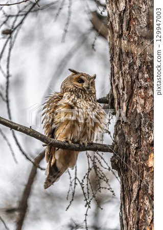 Long-eared owl (Asio otus), looking forward with wide opened eyes 129947003