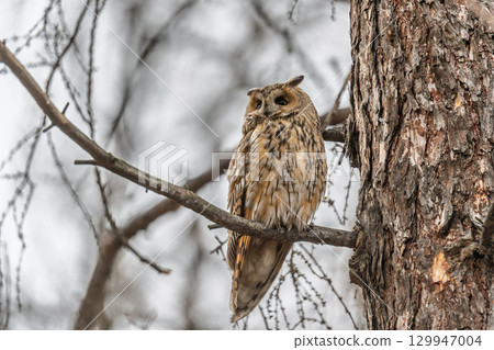Long-eared owl (Asio otus), looking forward with wide opened eyes Long-eared owl (Asio otus), looking forward with wide opened eyes 129947004