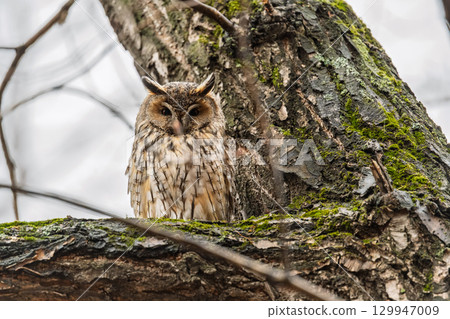 Long-eared owl (Asio otus), looking forward with wide opened eyes Long-eared owl (Asio otus), looking forward with wide opened eyes 129947009
