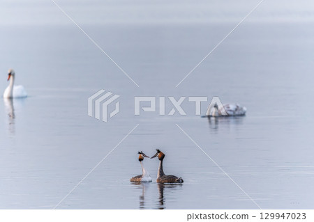 Mating games of two water birds Great Crested Grebes. Two waterfowl birds Great Crested Grebes swim in the lake with heart shaped silhouette Mating games of two water birds Great Crested Grebes. Two waterfowl birds Great Crested Grebes swim in the lake with heart shaped silhouette 129947023