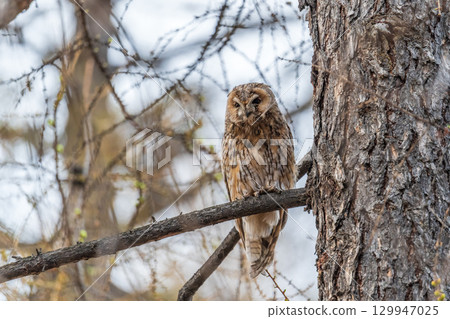 Long-eared owl (Asio otus), looking forward with wide opened eyes Long-eared owl (Asio otus), looking forward with wide opened eyes 129947025
