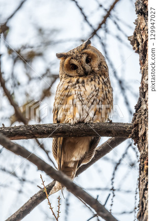 Long-eared owl (Asio otus), looking forward with wide opened eyes Long-eared owl (Asio otus), looking forward with wide opened eyes 129947027