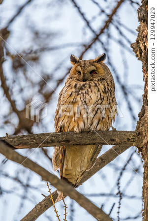 Long-eared owl (Asio otus), looking forward with wide opened eyes Long-eared owl (Asio otus), looking forward with wide opened eyes 129947029