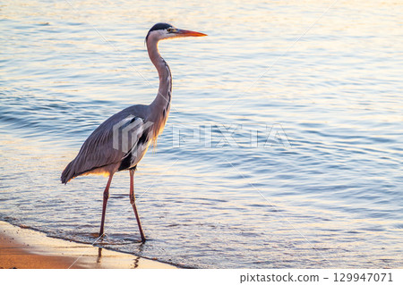 A heron hunting in the sea. Grey heron on the hunt A heron hunting in the sea. Grey heron on the hunt 129947071