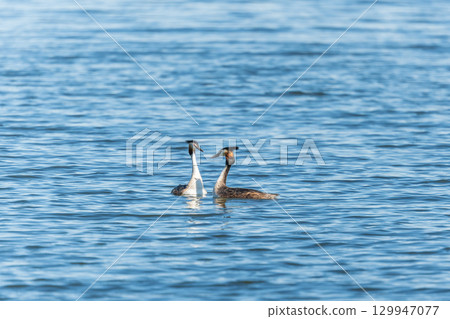 Mating games of two water birds Great Crested Grebes. Two waterfowl birds Great Crested Grebes swim in the lake with heart shaped silhouette Mating games of two water birds Great Crested Grebes. Two waterfowl birds Great Crested Grebes swim in the lake with heart shaped silhouette 129947077