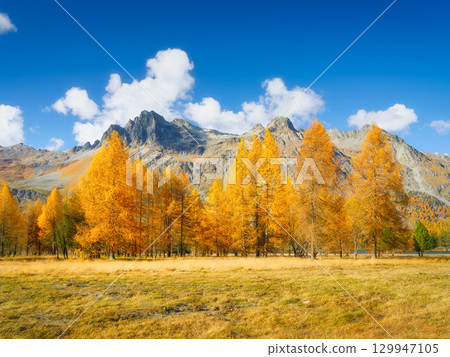 Autumn landscape in Switzerland. Day time in the mountains. Yellow larch trees. 129947105