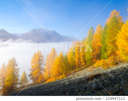 Autumn landscape in the mountains. Foggy morning. Nature. Fog and fall forest.  129947122