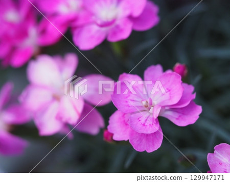 石竹櫻花滴 129947171
