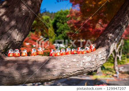 Daruma dolls decor on tree of Katsuo-ji temple in autumn, Osaka 129947207