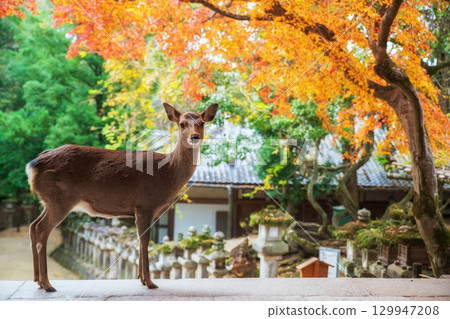 sika deer at Kasuga Taisha Shrine with autumn maple leaf, Nara 129947208