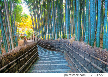 bamboo grove forest with autumn leaf, Adashino temple, Arashiyama 129947220