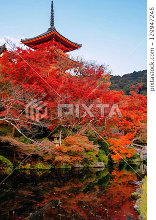 Kiyomizu dera pagoda by autumn maple leaf colors by pond, Kyoto 129947248