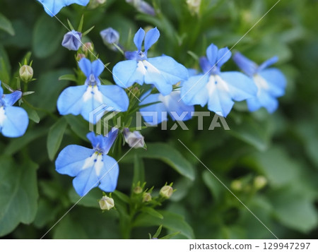Blue flower Lobelia Sky Blue Blue flower Lobelia Sky Blue 129947297