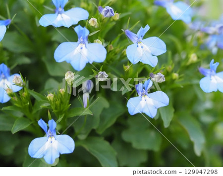 Blue flower Lobelia Sky Blue Blue flower Lobelia Sky Blue 129947298
