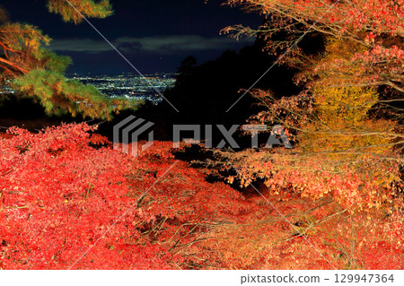 [Kanagawa Prefecture] Autumn leaves illuminated at Daisenji Temple and the view of Shonan 129947364