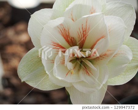Large white flower Amaryllis 129947372