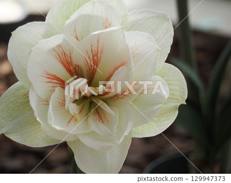 Large white flower Amaryllis 129947373