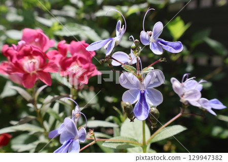 Red snapdragon and blue elfin flowers 129947382