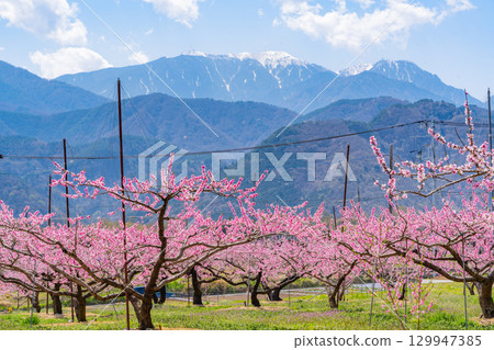 [Nirasaki City, Yamanashi Prefecture] Shinpu Shangri-La with the Southern Alps in the background 129947385