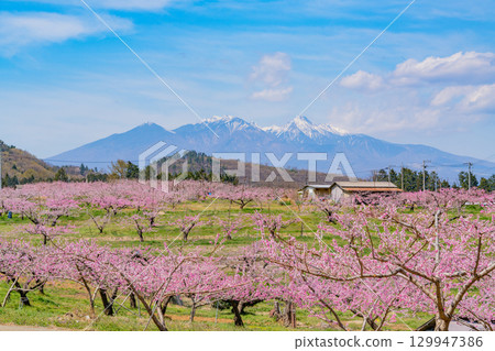 [Nirasaki City, Yamanashi Prefecture] Shinfu Shangri-La with Mount Yatsugatake in the background 129947386
