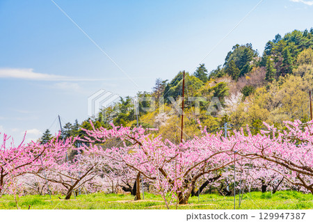 [Nirasaki City, Yamanashi Prefecture] Shinpu Shangri-La with the Southern Alps in the background 129947387