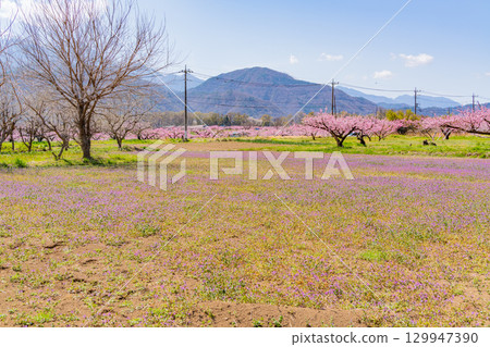 [Nirasaki City, Yamanashi Prefecture] Shinpu Shangri-La with the Southern Alps in the background 129947390