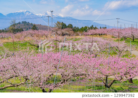[Nirasaki City, Yamanashi Prefecture] Shinfu Shangri-La with Mount Yatsugatake in the background 129947392