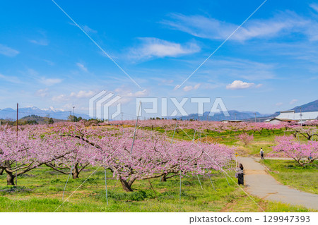 【山梨縣韭崎市】以南阿爾卑斯山為背景的“新風香格里拉” 129947393