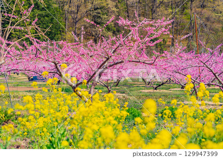 【山梨縣韭崎市】新風香格里拉的桃花與油菜花盛宴 129947399