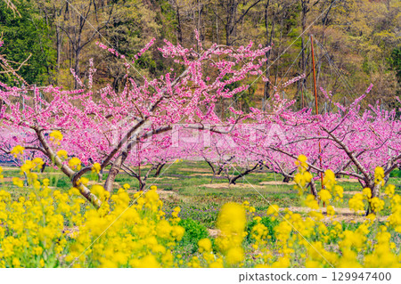 [Nirasaki City, Yamanashi Prefecture] A feast of peaches and rape blossoms at Shinpu Shangri-La 129947400