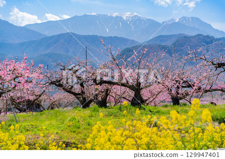 [Nirasaki City, Yamanashi Prefecture] Shinpu Shangri-La with the Southern Alps in the background 129947401