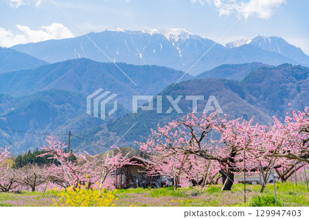 [Nirasaki City, Yamanashi Prefecture] Shinpu Shangri-La with the Southern Alps in the background 129947403