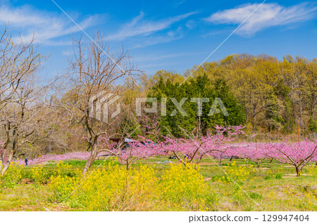 【山梨縣韭崎市】新風香格里拉的桃花與油菜花盛宴 129947404
