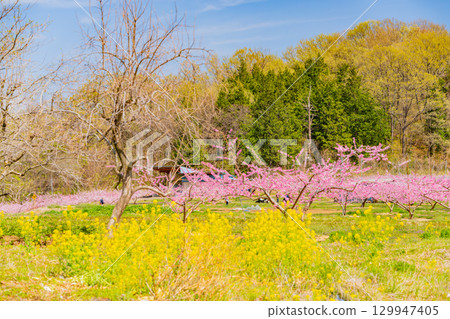 【山梨縣韭崎市】新風香格里拉的桃花與油菜花盛宴 【山梨縣韭崎市】新風香格里拉的桃花與油菜花盛宴 129947405