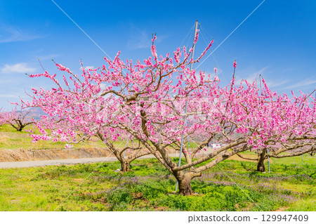 [山梨縣韭崎市] 新風香格里拉桃園 129947409