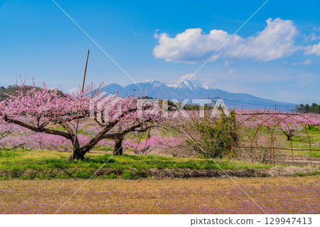 [Nirasaki City, Yamanashi Prefecture] Shinfu Shangri-La with Mount Yatsugatake in the background 129947413