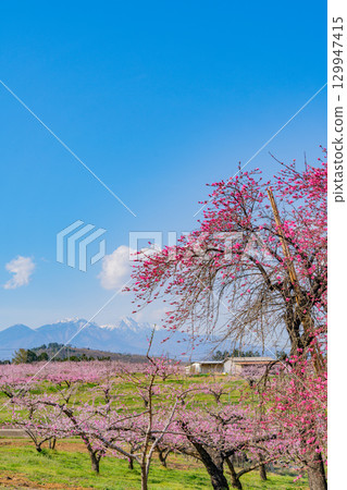 【山梨縣韭崎市】以八岳為背景的信風香格里拉 【山梨縣韭崎市】以八岳為背景的信風香格里拉 129947415