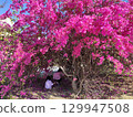 Children playing under huge tree. 129947508